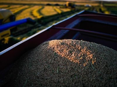Colheita de arroz - BRANDT - Foto: Divulgação
