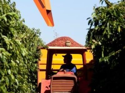 Colheita-de-café-02-Crédito-José-Augusto-Rizental-06-2015