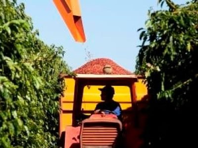 Colheita-de-café-02-Crédito-José-Augusto-Rizental-06-2015