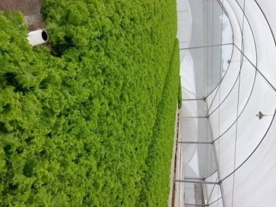 Como escolher a estufa certa - Crédito Viverde Ktif