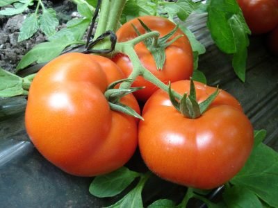 Tomate Compack possui elevado potencial produtivo