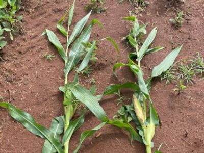 Comparativo-Folha-Milho-Credito-Divulgacao (Telefone)