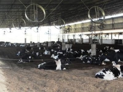 Composto-barn-das-vacas-em-lactação-Crédito-Jeferson-Rodrigo-Jacinto