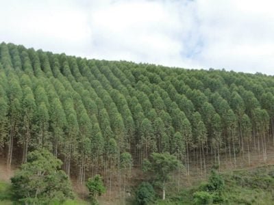 Congresso do Eucalipto  Crédito Divulgação