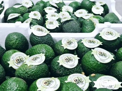 ConservadorasEPSparaexportação_abacate