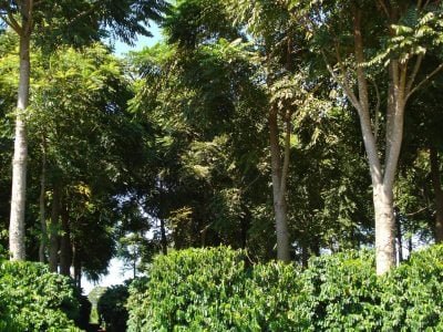 Consórcio-de-mogno-com-café-01-Crédito-Adilson-Santos