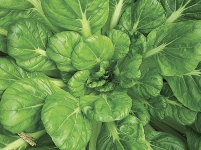 Couve Tatsoi adulta - Fotos: Isla Sementes
