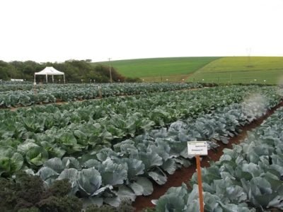 Crédito Bejo Sementes