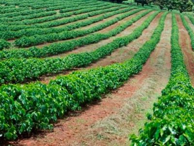O café arábica (Coffea arabica L.) é a principal espécie cultivada, apresentando alta produtividade e excelente qualidade de bebida - Crédito Cristiano de Oliveira