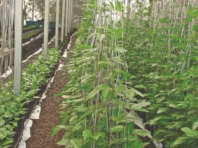 Critérios para um cultivo bem-sucedido para o maracujá