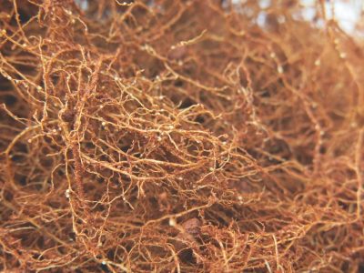 Alerta para os nematoides em soja