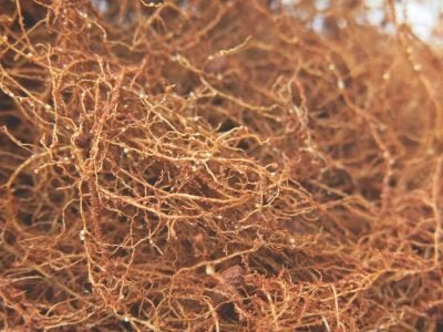 Alerta para os nematoides em soja