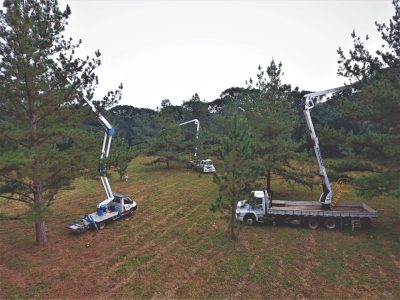 A importância de garantir a qualidade do material genético do Pinus