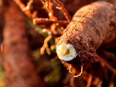 Crédito - Fabiano Bastos