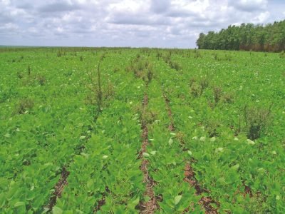 Manejo de resistência e o uso de herbicidas em pré-emergência