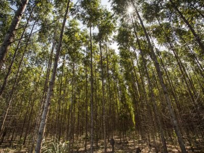 Crédito-Fibria-08-2018-1