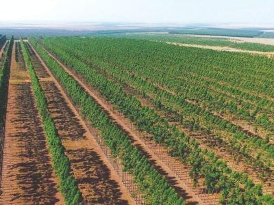 Nutrição foliar corrige deficiências quase que imediatamente