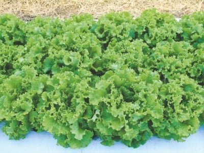 Nova variedade de alface tolerante ao calor