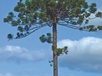 Inovação e valor agregado na produção contribuem com araucárias