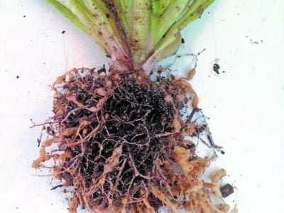 Produtos biológicos controla nematoides em alface