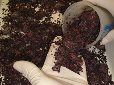 Crédito Murillo Freire