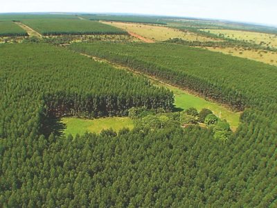 Carvão vegetal os seus desafios e oportunidades