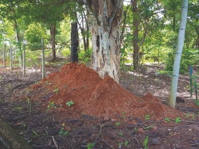 Crédito Richard Ian Samuels