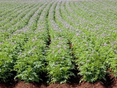 Mesmo que produzidos pelas plantas, em condições específicas elas exigem a aplicação de aminoácidos, que suprem sua deficiência nutricional e a protegem de estresses mecânicos e injúrias - Crédito Shutterstock