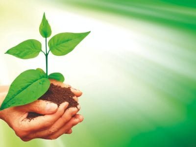 Nutrição e proteção de mudas florestais com cupinicida + MAP