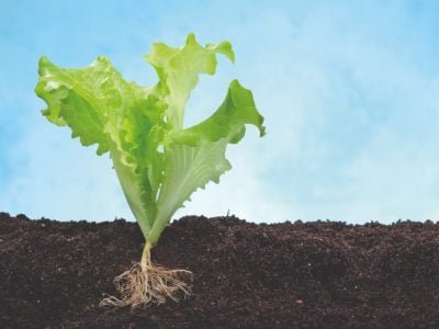 NPK com ácidos húmicos proporciona mais enraizamento para a alface