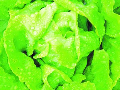 Nutrição eficiente pela adubação foliar