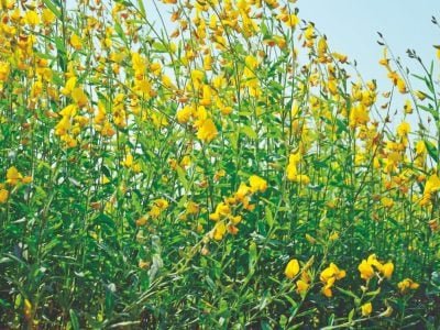 O que são e como agem as coberturas mortas nas hortaliças?