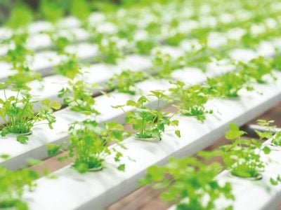 Hidroponia é a melhor opção para cultivar coentros