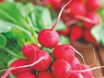 Como obter sucesso no cultivo de rabanete?