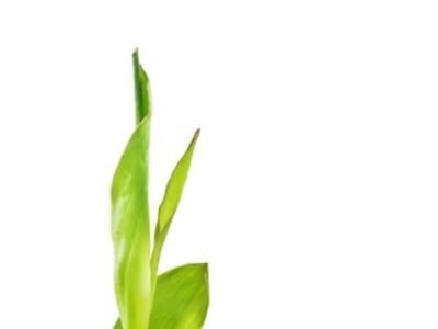 A deficiência de fósforo (P) é um sério problema no solo brasileiro, principalmente no cerrado. Mas a tecnologia do fósforo protegido diminui a fixação desse elemento no solo e aumenta a disponibilidade de P para a planta - Crédito Shutterstock