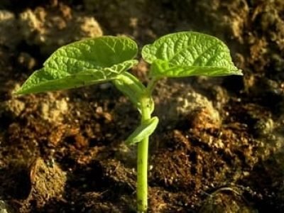 Crédito Shutterstock