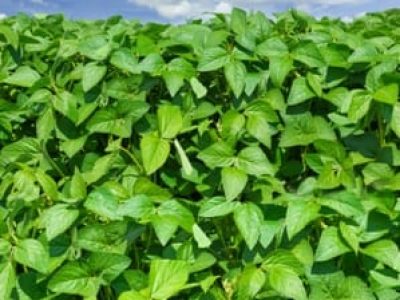 Crédito Shutterstock