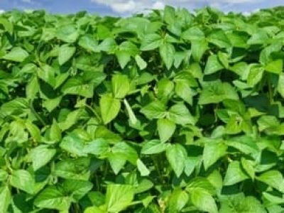 Crédito Shutterstock