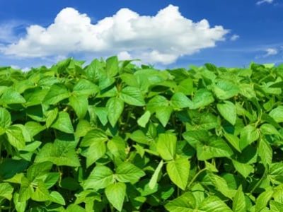 Esta será a primeira safra na qual a soja Intacta estará disponível comercialmente - Crédito Shutterstock