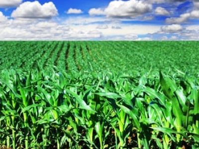 Lavoura de milho - Crédito Shutterstock