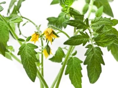 A deficiência do magnésio pode ser decorrente também do excesso de potássio - Crédito Shutterstock