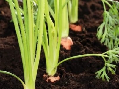 Todas as empresas que comercializam sementes híbridas têm, no seu portfólio, boas opções, como cenoura resistentes ao pendoamento precoce e Ã  incidência de anomalias de modo geral, notadamente da raiz - Crédito Shutterstock