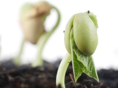 A FBN é o processo pelo qual o nitrogênio presente na atmosfera é convertido em formas que podem ser utilizadas pelas plantas - Crédito Shutterstock