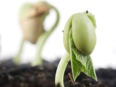 A FBN é o processo pelo qual o nitrogênio presente na atmosfera é convertido em formas que podem ser utilizadas pelas plantas - Crédito Shutterstock