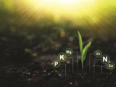 Fertilization and the role of nutrients in plant life.