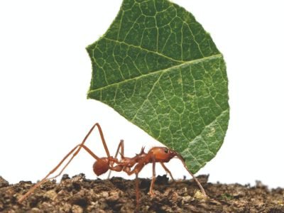 Controle das Formigas cortadeiras na agricultura orgânica