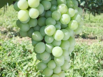 A região de Farroupilha apresenta o diferencial de constituir-se na região brasileira de maior concentração de uvas moscato do país Crédito - Valtair Comachio
