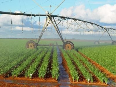 Irrigação de alho via pivô central