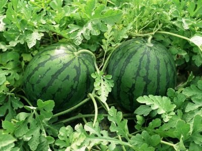 Crédito Shutterstock