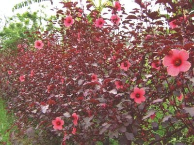 Chegou a vez das PANCs